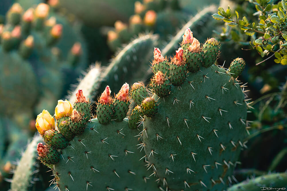 Floral, natural, and textural photos from my travels in the Bay Area in California, and more.